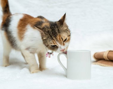 A white blank coffee mug featuring a cat licking on the handle of the mug at the white background, coffee mug mockup image