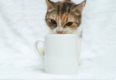 A white blank coffee mug with a cat looking sharply to the cam from the behind of the mug at the white background, coffee mug mockup image