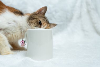 A white blank coffee mug with a cat peeping from the behind of the mug at the white background, coffee mug mockup image