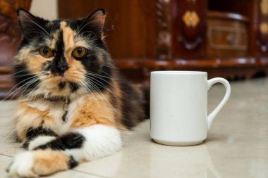 A white blank coffee mug with a brown kitten resting near it with the out of focus living room background , coffee mug mockup image