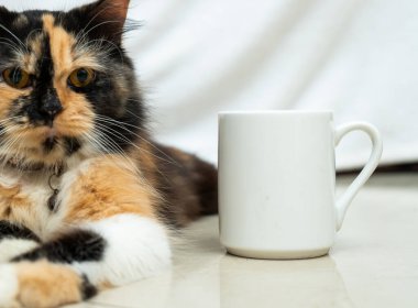 A white blank coffee mug with a brown kitten resting near it, coffee mug mockup image