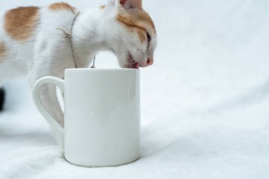 A white blank coffee mug with a kitten licking on the top side of the mug on the white background, coffee mug mockup image