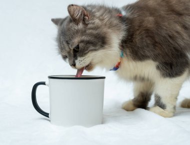 A blank white enamel mug with a cat licking the content inside the mug on the white background, enamel mug mockup image