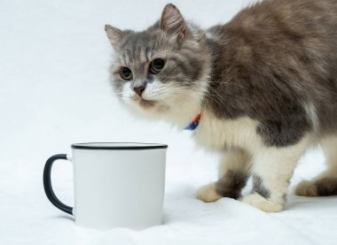 A blank white enamel mug with a cat looking around behind the mug on the white background, enamel mug mockup image