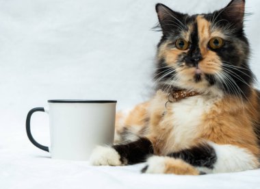 A blank white enamel mug with a cat resting beside it while looking around with the white background, enamel mug mockup image