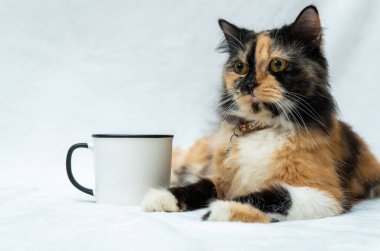 A blank white enamel mug with a cat resting beside it while facing sideways on a white background, enamel mug mockup image