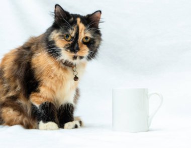 A coffee mug image with a cat doing a pose beside it on a white background, coffee mug mockup image