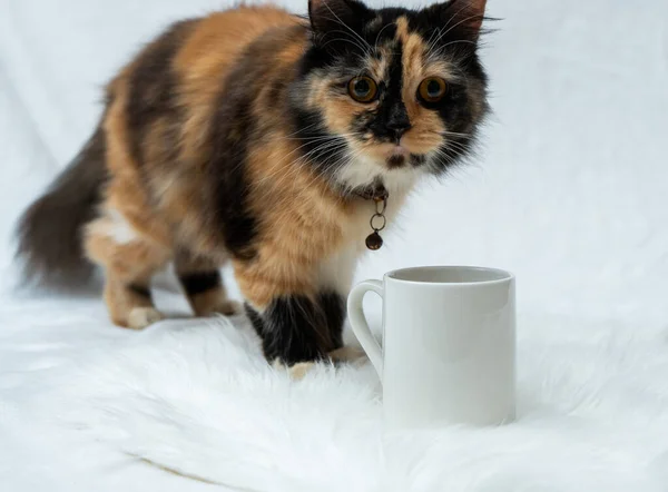 A coffee mug featuring a cat looking sharply at the cam from the behind of the mug on the white background, coffee mug mockup image