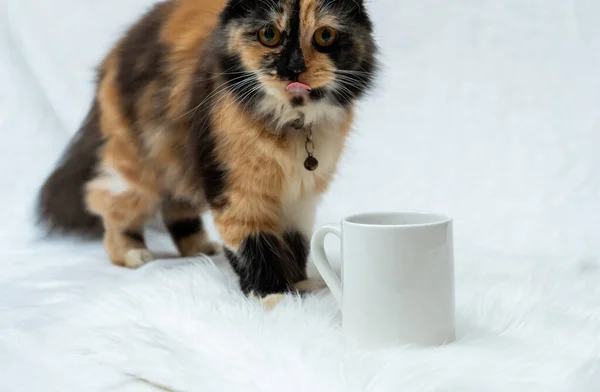 A coffee mug featuring a cat looking at the cam while showing its tongue from the behind of the mug, coffee mug mockup image