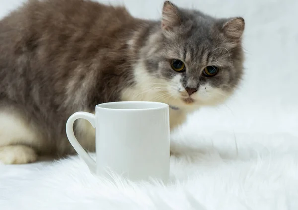 A coffee mug featuring a gray cat looking on the mug from behind on the white background, coffee mug mockup image