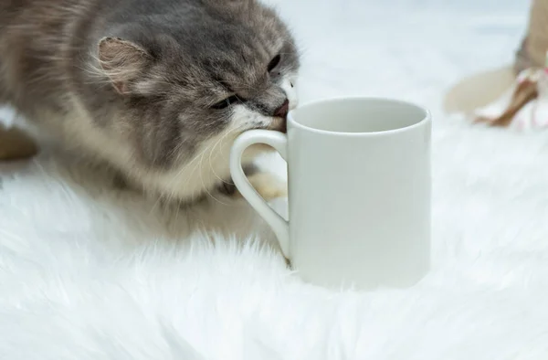 A coffee mug featuring a gray cat licking on it\'s handle on the white background, coffee mug mockup image