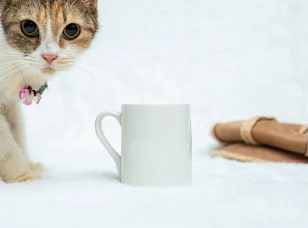 A white blank coffee mug featuring a cat looking around beside the mug on the white background, coffee mug mockup image