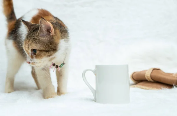 A white blank coffee mug featuring a cat walking around on the white background, coffee mug mockup image