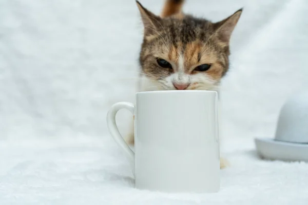 A white blank coffee mug featuring an out of focus brown cat behind the mud on the white background, coffee mug mockup image