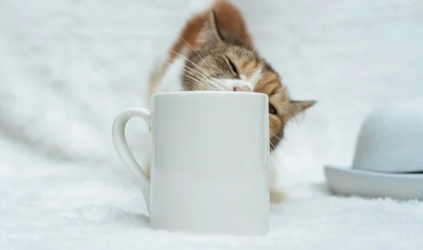 Coffee mug featuring a cat licking the back side of the mug on the white background, coffee mug mockup image