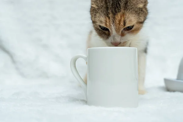 Coffee mug featuring a cat looking inside its content on the white background, coffee mug mockup image