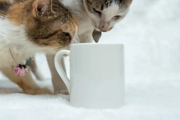 Coffee mug with two cat looking inside its content on the white background, coffee mug mockup image