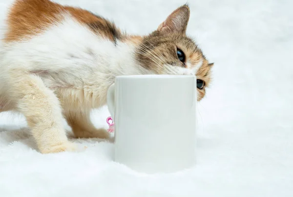 A white blank coffee mug with a cat peeping from the behind of the mug at the white background, coffee mug mockup image