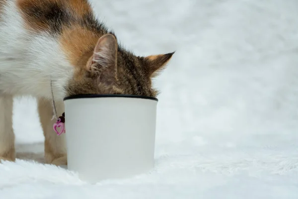 An enamel mug featuring a cat hiding it face inside it on the white background, enamel mug mockup image