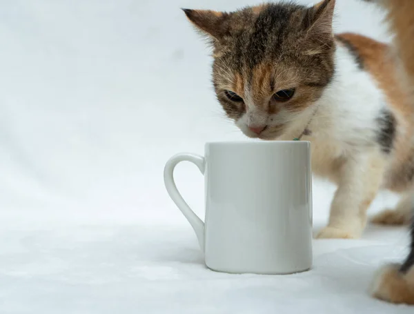 A white blank coffee mug featuring a brown white cat snuffing on to it on the white background, coffee mug mockup image