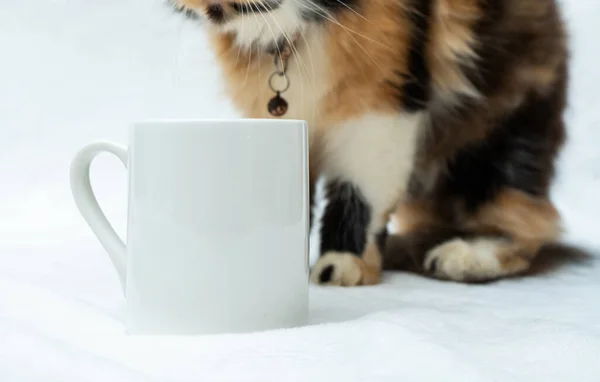 A blank white coffee mug with out of focus brown cat behind it on the white background, coffee mug mockup image
