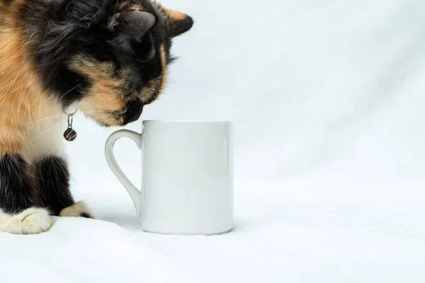 A blank white coffee mug with a cat snuffing the mug\'s handle on a white background, coffee mug mockup image