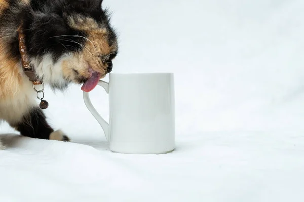 A blank white coffee mug with a cat licking the mug's handle on a white background, coffee mug mockup image