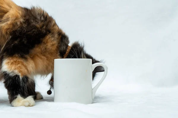 A coffee mug image with a cat hiding it face behind it on a white background, coffee mug mockup image
