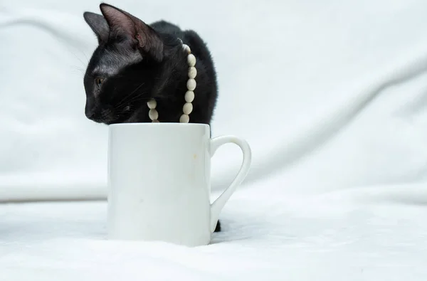White blank coffee mug with a black kitten looking around behind the mug, coffee mug mockup image