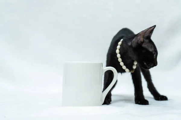 White blank coffee mug with a black kitten looking around beside the mug, coffee mug mockup image