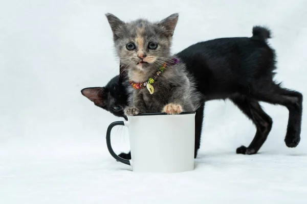 Enamel mug with a small gray kitten facing the cam and a black kitten roaming around it on the white background, enamel mug mockup image
