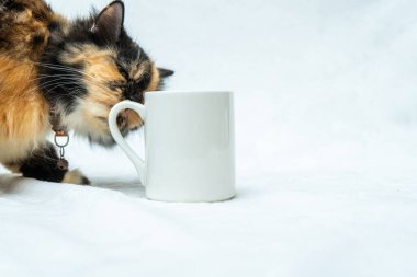 This cat's sense of playfulness knows no bounds as they interact with a white blank mug in a series of entertaining moments, white blank mug mockup image