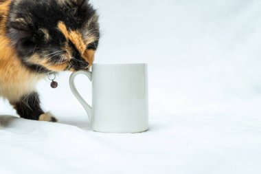 A white blank mug proves to be the perfect toy for this adventurous cat as they play and explore, white blank mug mockup image