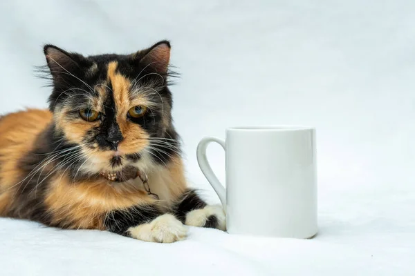 Relax and unwind as you watch this cute cat finding comfort and peace while resting near a white blank mug, white blank mug mockup image