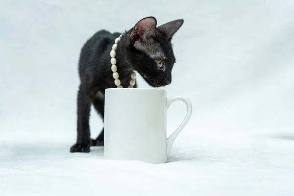 This small black kitten's playful personality shines through as they engage with a white blank mug, white blank mug mockup image