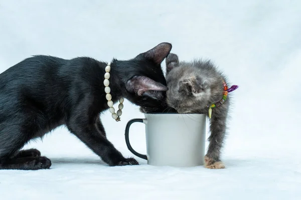 Get ready for a heartwarming video as these two kittens engage in playful antics around a white blank mug, white blank mug mockup image
