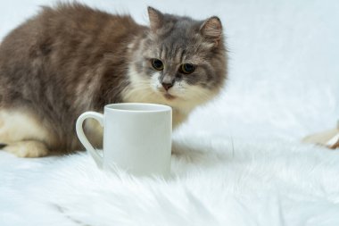 Get ready to be entertained as this cute cat explores their surroundings and expresses their curiosity towards a white blank mug, white blank mug mockup image