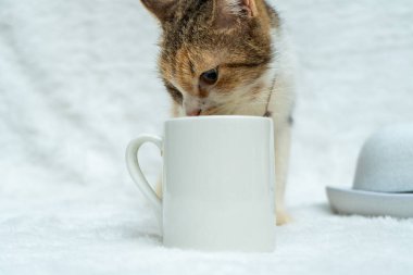 A white blank mug becomes the source of endless fun for this playful cat in this heartwarming image, white blank mug mockup image