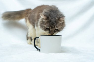 This cat's playful curiosity is sure to leave you entertained as they engage with a white blank mug, white blank mug mockup image