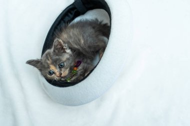 A delightful sight to behold, this little kitten's playful spirit shines as they play with a white round hat, with mostly white settings