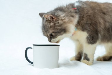 Get ready for a heartwarming video filled with a cat's playful interactions with a white blank mug, white blank mug mockup image