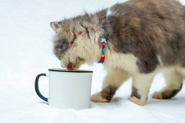 This cat's playful spirit is on full display as they interact with a white blank mug in a series of entertaining moments, white blank mug mockup image