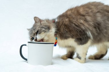 Observe the curious nature of this cat as they play and investigate a white blank mug, white blank mug mockup image