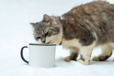 This cat's playfulness shines through as they explore and engage with a white blank mug, white blank mug mockup image