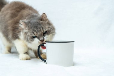 The silly antics of this cat as they play around a white blank mug is sure to bring a smile to your face, white blank mug mockup image