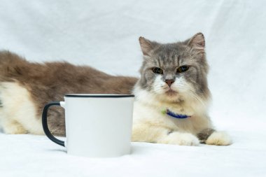 This cat's love for play and exploration is evident as they engage with a white blank mug, white blank mug mockup image