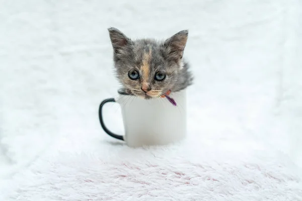 Bu küçük kedi yavrusunun, beyaz boş bir kupanın kenarındaki dengeleyişini izleyin. Bu arada eğlenceli maskaralıklar, meraklı küçük kedi yavrusunun gözlemleri...