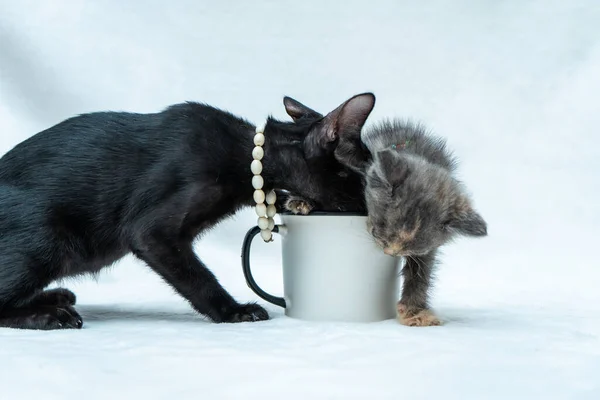 The cuteness factor is off the charts as these two kittens play and tussle around a white blank mug, white blank mug mockup image