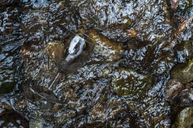 The stunning mockup images showcase a transparent blank wine glass against a beautiful nature background