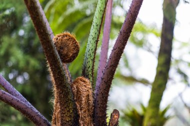 The big, hairy plant thrives in its natural habitat, its wild and unkempt appearance adding to its charm and allure, making it a captivating sight